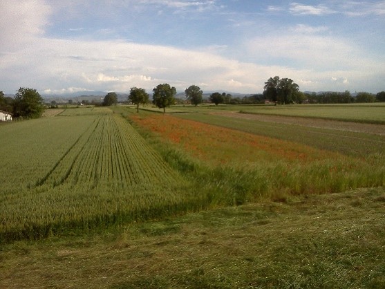 Campi coltivati e papaveri a Mezzanino