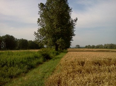 Uno sguardo vicino: l'albero ed il campo di grano